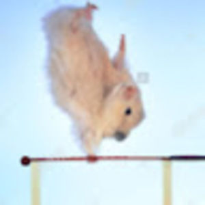 Meet your Posher, Sierra